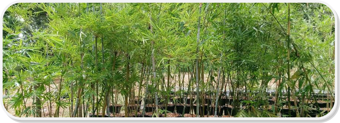 bamboo for your backyard